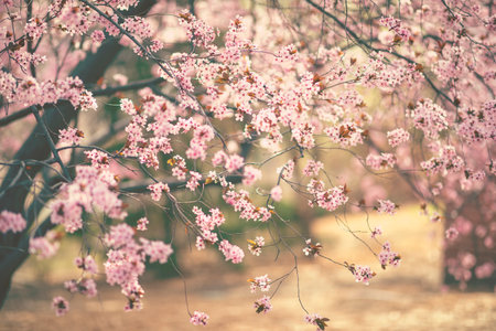 Pink tree flowers blossom in sunny spring dayの写真素材