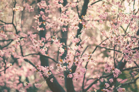 Pink tree flowers blossom in sunny spring day