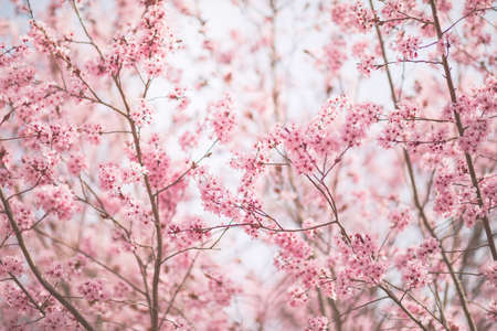 Pink tree flowers blossom in sunny spring dayの写真素材