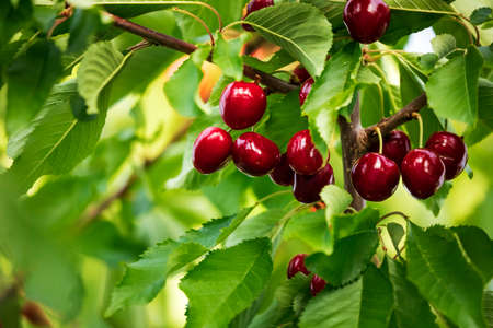Red cherries on tree branchesの写真素材