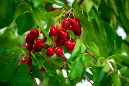 Red cherries on tree branchesの写真素材