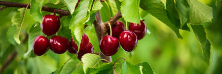 Red cherries on tree branchesの写真素材