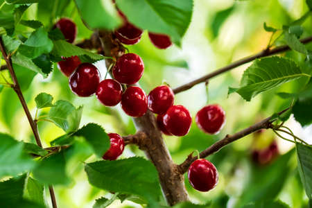 Red cherries on tree branchesの写真素材