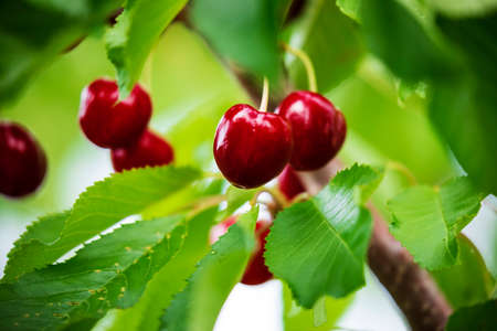 Red cherries on tree branchesの写真素材