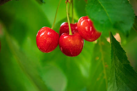 Red cherries on tree branchesの写真素材