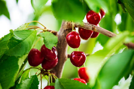 Red cherries on tree branchesの写真素材