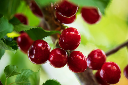 Red cherries on tree branchesの写真素材