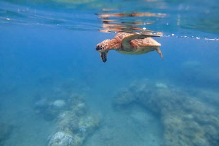 Green sea turtle above coral reef underwater photographの写真素材