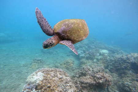 Green sea turtle above coral reef underwater photographの写真素材
