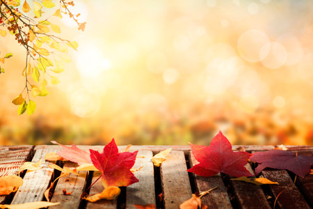Multicolored leafs in sunny fall afternoon backgroundの写真素材