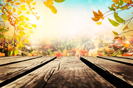 Multicolored leafs in sunny fall afternoon backgroundの写真素材