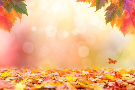 Multicolored leafs in sunny fall afternoon backgroundの写真素材