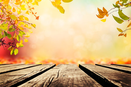 Multicolored leafs in sunny fall afternoon backgroundの写真素材