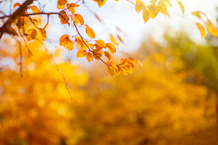 Tree leaves in autumn. Sunny golden backgroundの写真素材