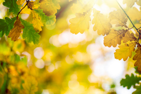 Tree leaves in autumn. Sunny golden backgroundの写真素材