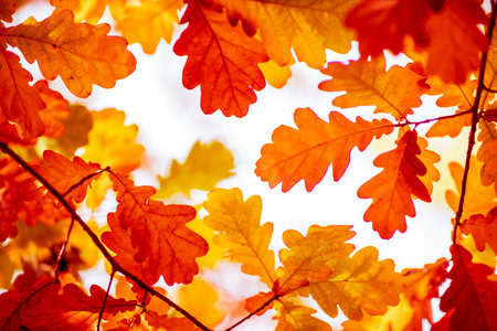 Tree leaves in autumn. Sunny golden backgroundの写真素材