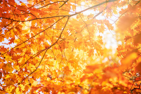 Tree leaves in autumn. Sunny golden backgroundの写真素材