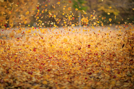 Tree leaves in autumn. Sunny golden backgroundの写真素材