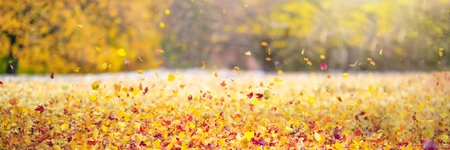 Tree leaves in autumn. Sunny golden backgroundの写真素材