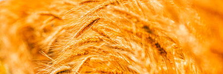 Wheat field. Ears of golden wheat close-up. Rich harvest Concept.の写真素材