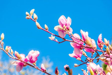Magnolia flower on blue sky background, Thailand. (Magnolia x soulangeana)の写真素材