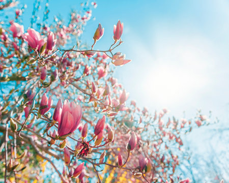 Magnolia tree branch with pink flowers in sunny day. Beautiful spring backgroundの写真素材