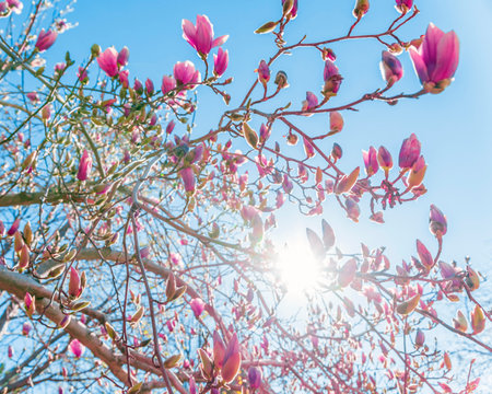 Beautiful magnolia tree branch with pink flowers against the blue skyの写真素材