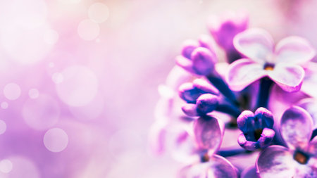 Beautiful lilac flowers on a blurred background with bokehの写真素材