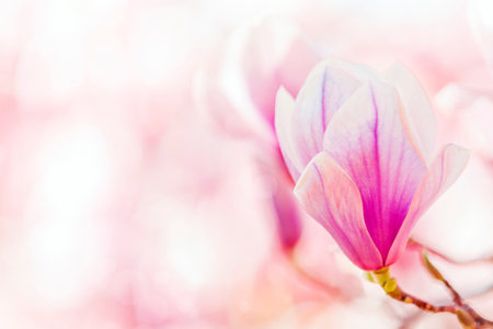 Beautiful magnolia flowers on blurred background with bokeh effectの写真素材