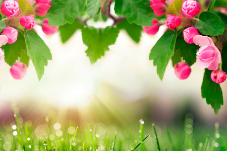 Spring background with blooming tree and green grassの写真素材
