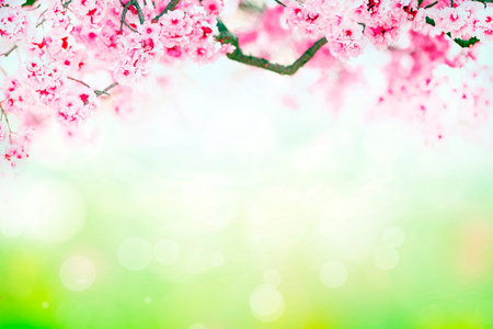 Cherry blossom spring background with bokeh lights and copy spaceの写真素材