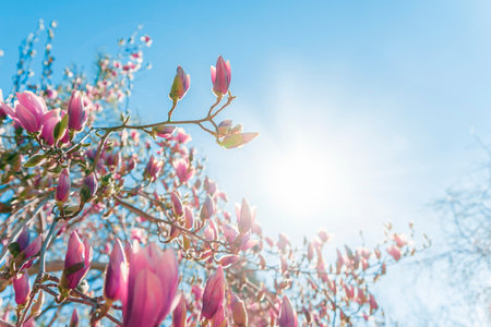 Beautiful magnolia tree with pink flowers on blue sky background.の写真素材