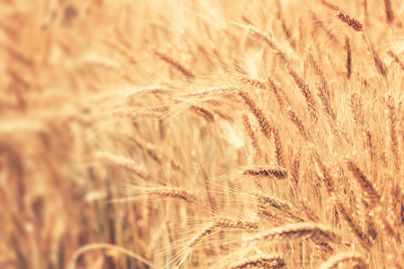 Wheat field. Ears of golden wheat close-up. Rich harvest Concept.の写真素材