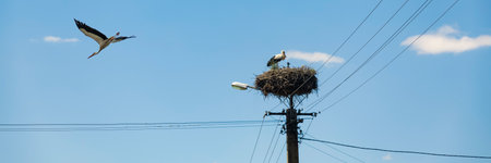 Storks in a nest on a power line against a blue skyの写真素材
