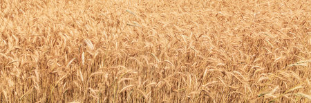 Ears of golden wheat in the field, panoramic viewの写真素材