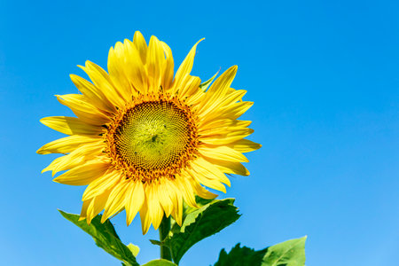 Sunflower on blue sky background. Sunflower blooming in summer.の写真素材