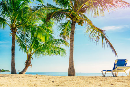 Beautiful tropical beach and sea with coconut palm treeの写真素材