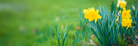 Spring background with yellow daffodils in green grass. Copy space.の写真素材