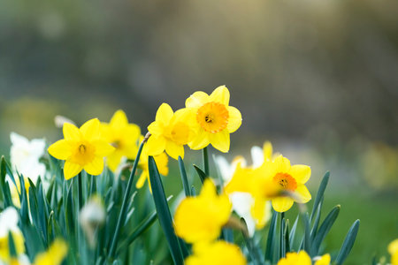 Yellow daffodils in the spring garden. Nature background.の写真素材