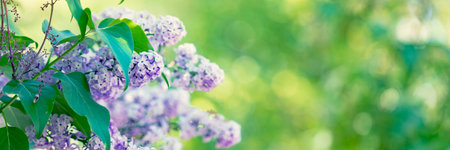 Branch of blossoming lilac on a blurred green background. Banner.