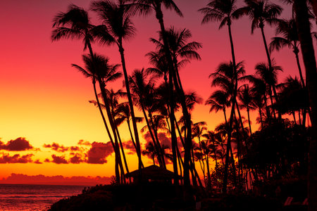Palm trees silhouettes at sunset on a tropical beach in Hawaiiの写真素材