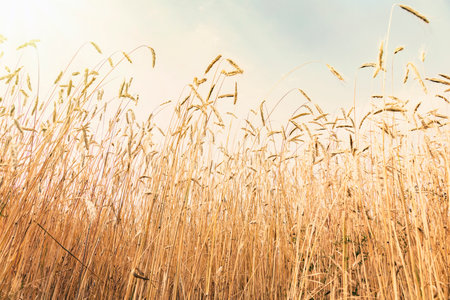Close up of wheat field at sunset. Nature background. Vintage tonedの写真素材