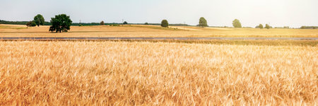 Panoramic view of a wheat field at sunset. Rural landscape.の写真素材