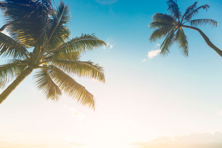 Beautiful Silhouette palm tree on sky background - Vintage Filterの写真素材