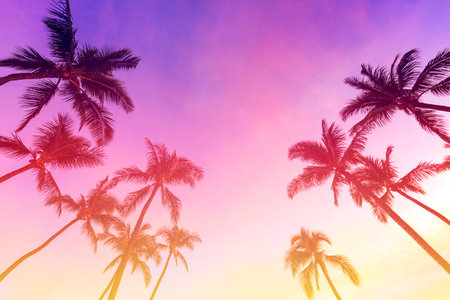 Silhouette palm tree with sunset sky background - Vintage filter effectの写真素材