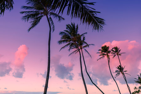 Silhouette of palm trees on sunset sky backgroundの写真素材