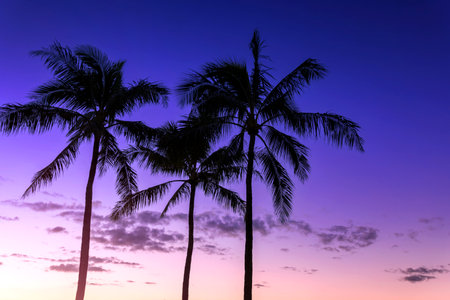 Silhouette coconut palm tree on sunset sky backgroundの写真素材