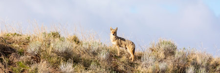 Panoramic view of a black-backed jackal (Canis lupus signatus) standing on top of a hillの写真素材