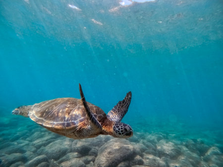 Hawaiian Green Sea Turtle (Chelonia mydas) swimming underwater in Hawaiiの写真素材