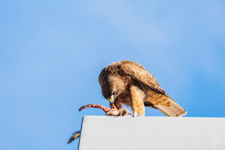 Red-tailed hawk eating prey on a pole.の写真素材